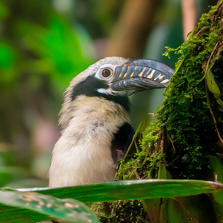 Visayan tarictic hornbill, male