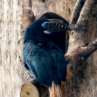 Visayan tarictic hornbill, female