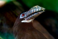 Visayan tarictic hornbill