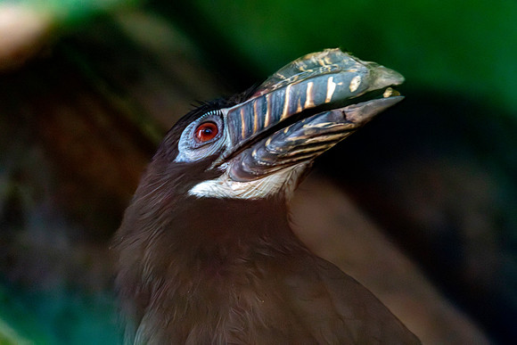 Visayan tarictic hornbill