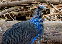 Vulturine guineafowl