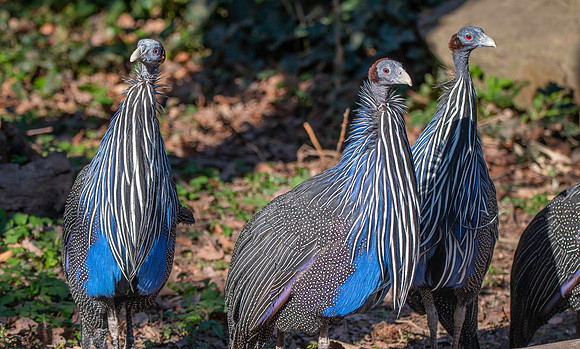 Vulturine guineafowl