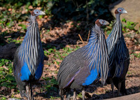 Vulturine guineafowl