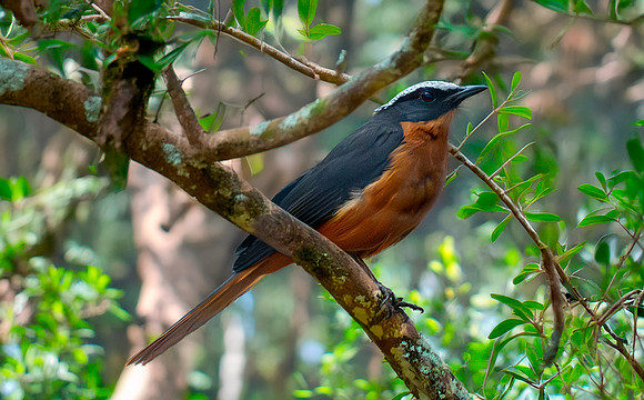 white crowned robin-chat