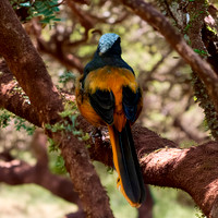 white crowned robin-chat