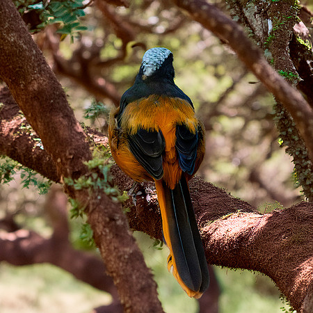 white crowned robin-chat