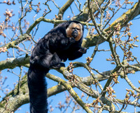 White faced saki monkey