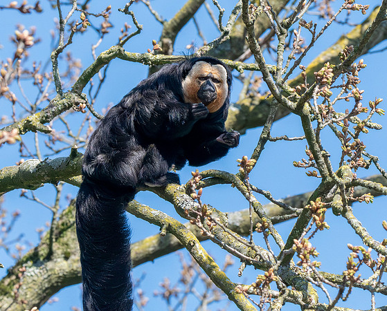 White faced saki monkey