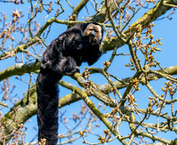 White faced saki monkey