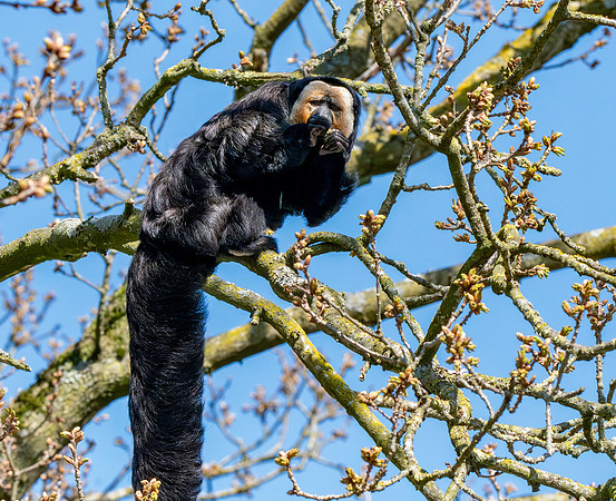 White faced saki monkey