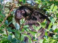 White faced saki monkey, female