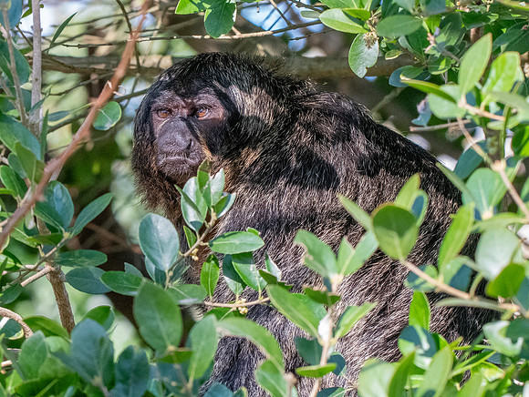 White faced saki monkey, female