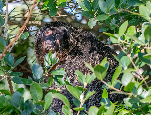 White faced saki monkey, female