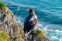 Steller's sea eagle