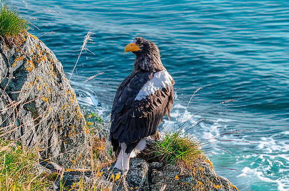 Steller's sea eagle
