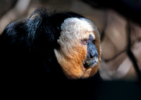 White faced saki monkey