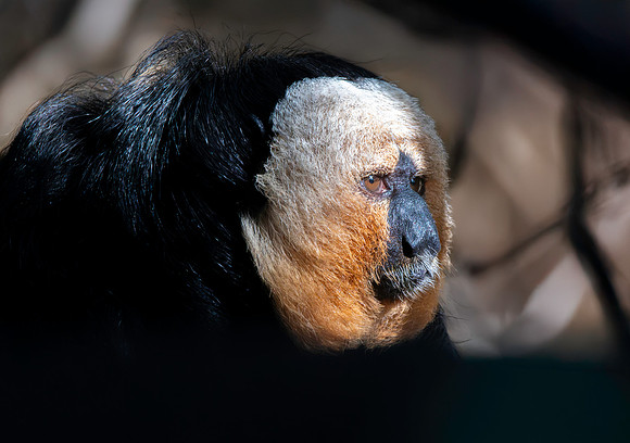White faced saki monkey