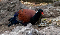 White naped pheasant pigeon