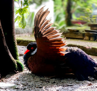 White naped pheasant pigeon