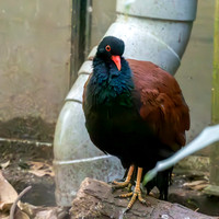 White naped pheasant pigeon