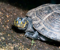 Yellow spotted river turtle