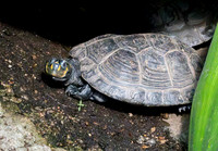 Yellow spotted river turtle