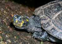 Yellow spotted river turtle
