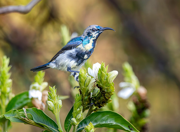 Immature Purple sunbird