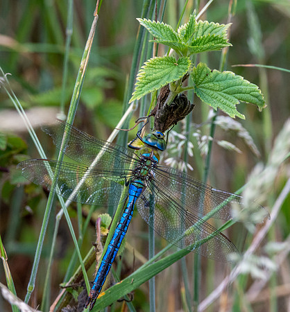 Emperor dragonfly, male