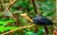 Wrinkled hornbill
