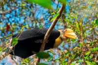 Wrinkled hornbill