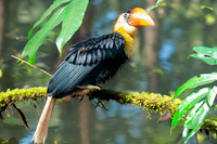 Wrinkled hornbill