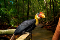 Wrinkled hornbill