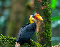 Wrinkled hornbill