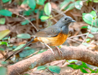 White rumped shama, female