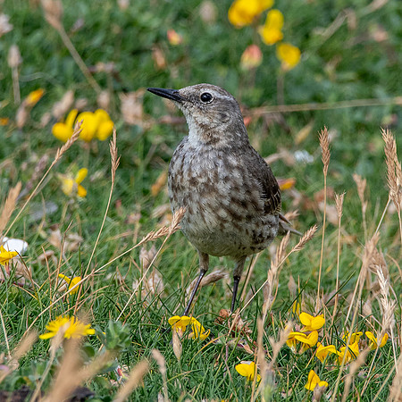 Rock pipit