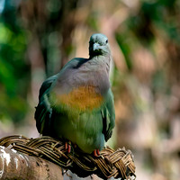 Pink necked green pigeon