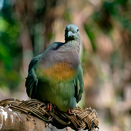 Pink necked green pigeon