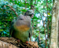 Pink necked green pigeon