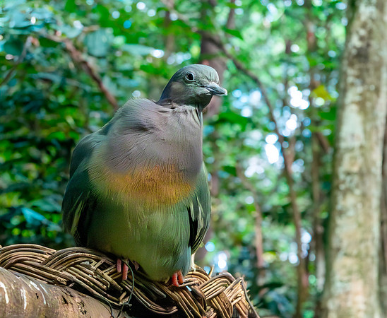Pink necked green pigeon