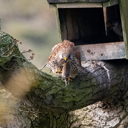 Common Eurasian kestrel – breeding