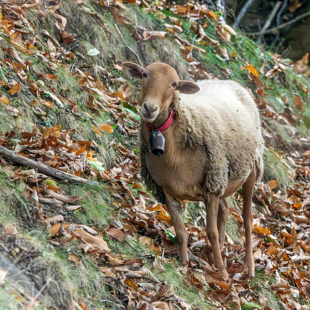Rouge de rousillon sheep