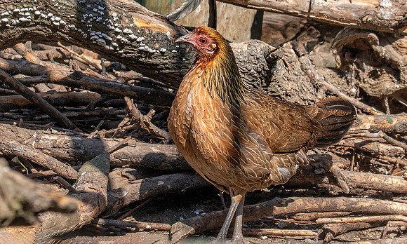 Red junglefowl, female