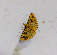 Twenty plume moth
