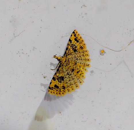 Twenty plume moth