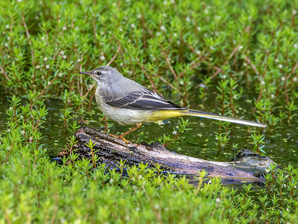 Grey wagtail
