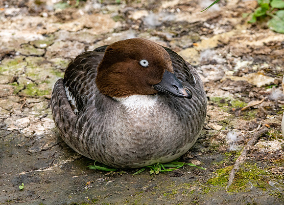 Goldeneye, female