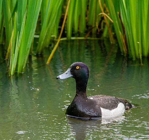 Tufted duck, male