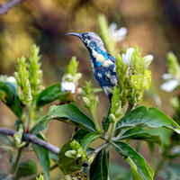 Immature Purple sunbird