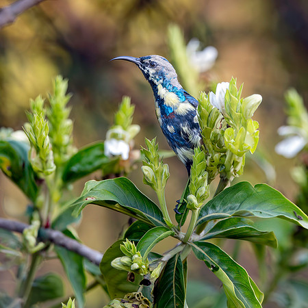 Immature Purple sunbird